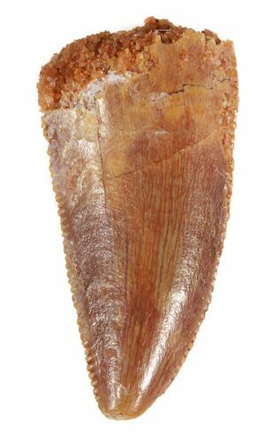 Serrated, Raptor Tooth - Morocco #48139